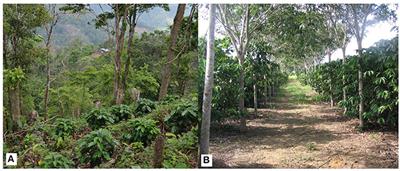 Shaded-Coffee: A Nature-Based Strategy for Coffee Production Under Climate Change? A Review